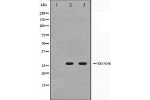 Western blot analysis on Jurkat and K562 cell lysate using TSPAN8 Antibody,The lane on the left is treated with the antigen-specific peptide. (Tspan-8 antibody  (Internal Region))