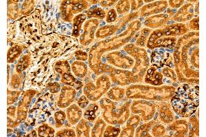 ABIN6266340 and ABIN6276846 at 1/100 staining Mouse kidney tissue by IHC-P. (GABRG2 antibody  (N-Term))