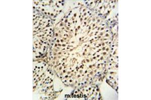 YPEL5 Antibody (C-term) IHC analysis in formalin fixed and paraffin embedded mouse testis tissue followed by peroxidase conjugation of the secondary antibody and DAB staining. (YPEL5 antibody  (C-Term))