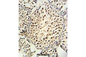 YPEL5 Antibody (C-term) IHC analysis in formalin fixed and paraffin embedded mouse testis tissue followed by peroxidase conjugation of the secondary antibody and DAB staining.