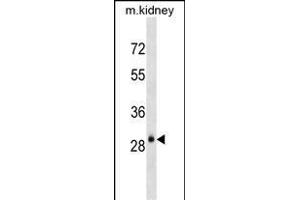 AQP3 Antibody (Center) (ABIN1537917 and ABIN2838290) western blot analysis in mouse kidney tissue lysates (35 μg/lane). (AQP3 antibody  (AA 163-191))