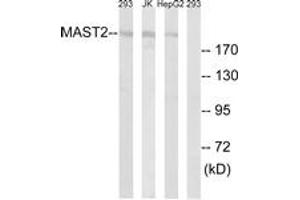 Western Blotting (WB) image for anti-Microtubule Associated serine/threonine Kinase 2 (MAST2) (AA 1201-1250) antibody (ABIN2889643) (MAST2 antibody  (AA 1201-1250))