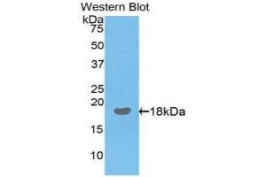 Western Blotting (WB) image for anti-Interleukin 17 (IL17) (AA 25-169) antibody (ABIN3209506) (IL-17 antibody  (AA 25-169))