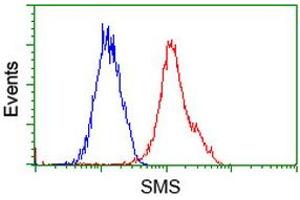 Flow cytometric Analysis of Hela cells, using anti-SMS antibody (ABIN2454730), (Red), compared to a nonspecific negative control antibody, (Blue). (SMS antibody)