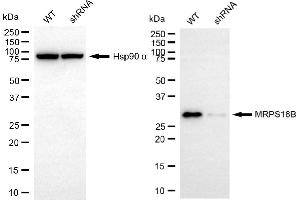Western blotting analysis using MRPS18B antibody (ABIN7799433). (Recombinant MRPS18B antibody)