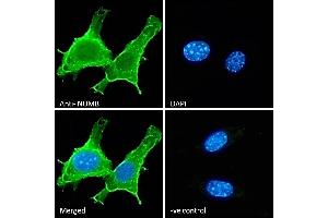 Immunofluorescence (IF) image for anti-Numb Homolog (NUMB) (C-Term) antibody (ABIN184679)