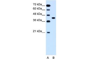 WB Suggested Anti-SLC35B1 Antibody Titration:  1. (SLC35B1 antibody  (C-Term))