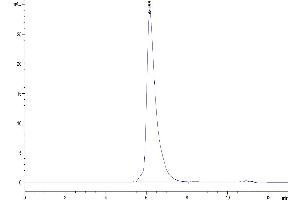 The purity of Human MERTK is greater than 95 % as determined by SEC-HPLC. (MERTK Protein (AA 21-505) (mFc Tag))