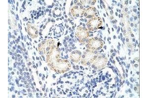 Image no. 1 for anti-MYC Induced Nuclear Antigen (MINA) (N-Term) antibody (ABIN6736179) (MINA antibody  (N-Term))