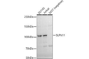 Western blot analysis of extracts of various cell lines, using SLFN11 antibody (ABIN7270159) at 1:1000 dilution. (SLFN11 antibody)