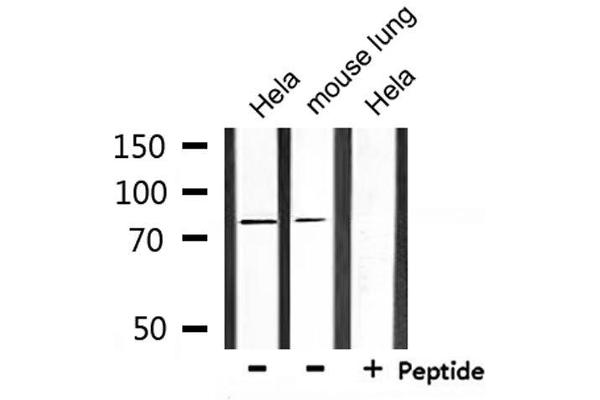 NHE7 antibody  (Internal Region)