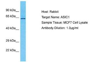 Host:  Rabbit  Target Name:  ASIC1  Sample Type:  MCF7 Whole Cell lysates  Antibody Dilution:  1. (ASIC1 antibody  (N-Term))