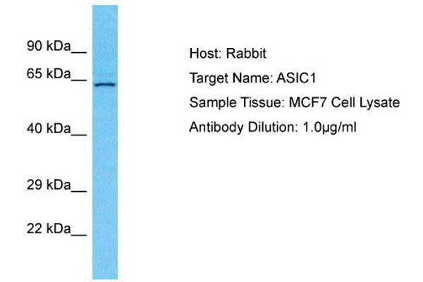 ASIC1 anticorps  (N-Term)