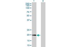Western Blot analysis of METTL10 expression in transfected 293T cell line by METTL10 MaxPab polyclonal antibody.