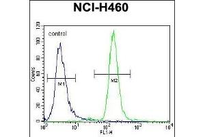 CCNYL3 Antibody (N-term) (ABIN656149 and ABIN2845484) flow cytometric analysis of NCI- cells (right histogram) compared to a negative control cell (left histogram). (CCNYL3 antibody  (N-Term))