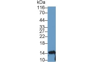 Detection of IL10 in Human Lymphocyte lysate using Polyclonal Antibody to Interleukin 10 (IL10) (IL-10 antibody  (AA 19-178))