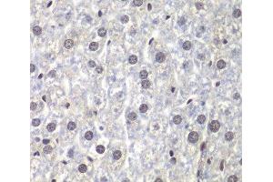 Immunohistochemistry of paraffin-embedded Mouse liver using U2AF1 Polyclonal Antibody at dilution of 1:200 (40x lens). (U2AF1 antibody)