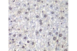 Immunohistochemistry of paraffin-embedded Mouse liver using U2AF1 Polyclonal Antibody at dilution of 1:200 (40x lens).