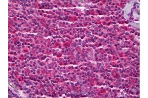 Anti-PTGES3 antibody IHC of human tonsil. (PTGES3 antibody)