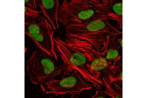 Immunofluorescence analysis of HeLa cells using XRCC5 monoclonal antobody, clone 5C5  (green). (XRCC5 antibody)