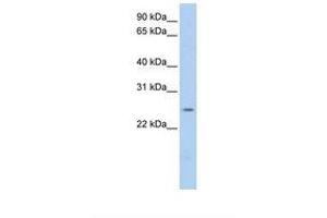 Image no. 1 for anti-Parkinson Protein 7 (PARK7) (C-Term) antibody (ABIN6738753) (PARK7/DJ1 antibody  (C-Term))