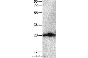 Western blot analysis of Hela cell  , using YWHAB Polyclonal Antibody at dilution of 1:550 (YWHAB antibody)