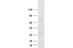 c-MYC Protein (Myc-DYKDDDDK Tag)