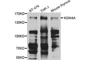 Western blot analysis of extract of various cells, using KDM4A antibody. (KDM4A antibody)