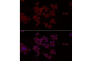 Immunofluorescence (IF) image for anti-Acidic (Leucine-Rich) Nuclear phosphoprotein 32 Family, Member A (ANP32A) (AA 1-170) antibody (ABIN6136909)