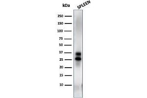 Western Blot Analysis of spleen tissue lysate using Granzyme B Mouse Monoclonal Antibody (GZMB/3014). (GZMB antibody  (AA 73-187))