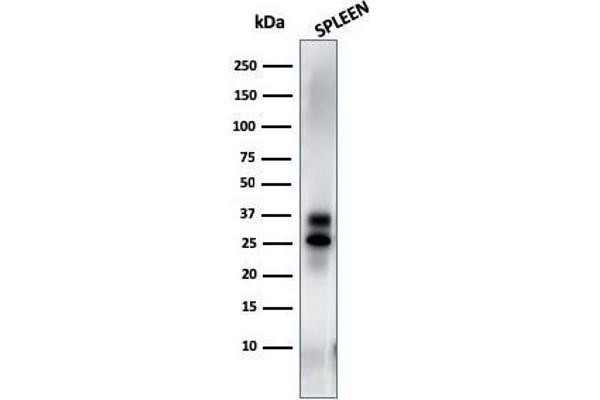 GZMB antibody  (AA 73-187)