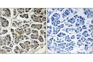 Immunohistochemistry analysis of paraffin-embedded human pancreas, using ATP5G2 Antibody.
