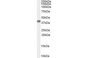 ABIN190902 (0. (Angiotensin II Type-1 Receptor antibody  (Internal Region))