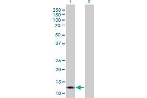 Western Blot analysis of LGALS13 expression in transfected 293T cell line by LGALS13 MaxPab polyclonal antibody. (LGALS13 antibody  (AA 1-139))