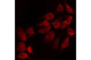 ABIN6274666 staining Hela by IF/ICC. (FGF18 antibody  (Internal Region))