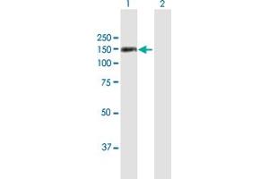 Western Blot analysis of TSHZ1 expression in transfected 293T cell line by TSHZ1 MaxPab polyclonal antibody. (TSHZ1 antibody  (AA 1-1032))