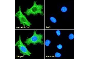 (ABIN184581) Immunofluorescence analysis of paraformaldehyde fixed HepG2 cells, permeabilized with 0. (ALDH1A1 antibody  (C-Term))