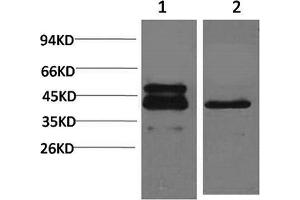 Western Blotting (WB) image for anti-cAMP Responsive Element Binding Protein 1 (CREB1) antibody (ABIN5956023) (CREB1 antibody)