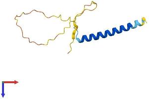 AlphaFold protein structure predicition of Human Recombinant NCOR1P1 Protein, UniprotID Q9H4R4