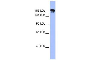 Synaptojanin 1 antibody used at 1 ug/ml to detect target protein. (Synaptojanin 1 antibody  (Middle Region))