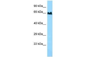 WB Suggested Anti-TBC1D3 Antibody Titration: 1.