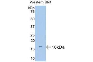 Western Blotting (WB) image for anti-Urocortin 3 (UCN3) (AA 24-149) antibody (ABIN1176009)