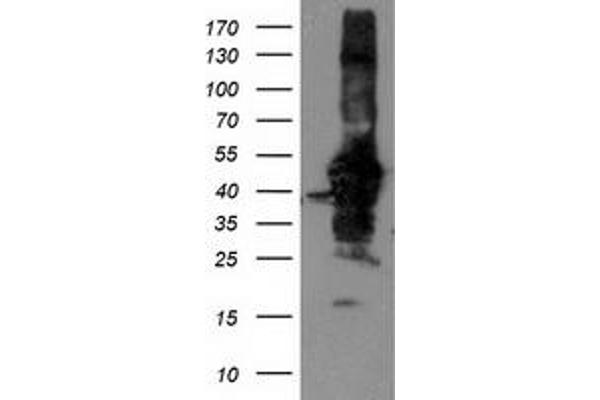 NIF3L1 antibody