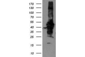 Western Blotting (WB) image for anti-NIF3 NGG1 Interacting Factor 3-Like 1 (NIF3L1) antibody (ABIN1496618)