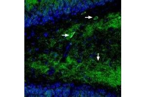 Expression of GluR1 in rat hippocampus - Immunohistochemical staining of perfusion-fixed frozen rat brain sections using Guinea pig Anti-GluR1 (GluA1) (extracellular) Antibody (ABIN7043224, ABIN7045369 and ABIN7045370), (1:400), followed by goat anti-guinea pig-Cy2 antibody (green). (Glutamate Receptor 1 antibody  (Extracellular))
