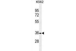Western Blotting (WB) image for anti-Forkhead Box I3 (FOXI3) antibody (ABIN2996222)