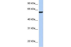 WB Suggested Anti-AMIGO3 Antibody Titration: 0.