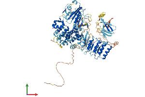 AlphaFold protein structure predicition of Mouse Recombinant Nlrp1b Protein, UniprotID Q2LKV2 (NLR Family, Pyrin Domain Containing 1B (NLRP1B) (AA 1-906) protein (His tag))