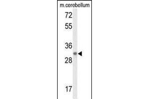 Western blot analysis of DAGLB Antibody (Center) (ABIN653271 and ABIN2842788) in mouse cerebellum tissue lysates (35 μg/lane).