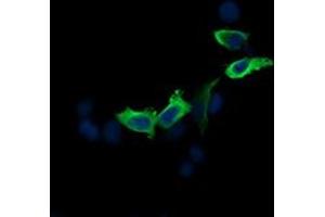 Image no. 3 for anti-Mitogen-Activated Protein Kinase Kinase 2 (MAP2K2) antibody (ABIN1499478) (MEK2 antibody)